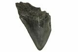 Bargain, Fossil Megalodon Tooth - South Carolina #294428-1